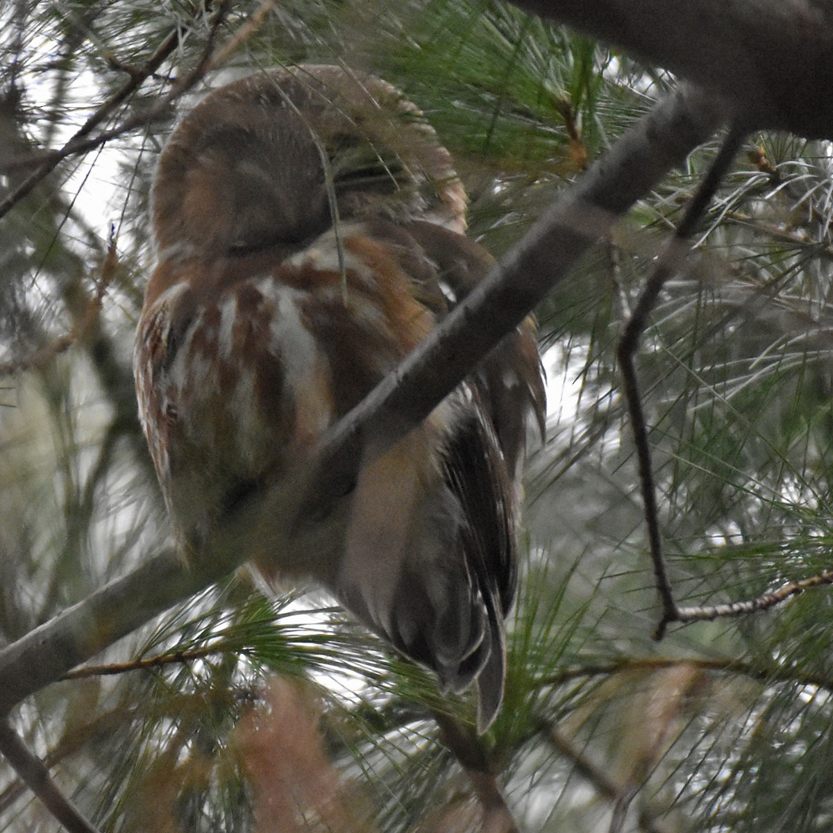 Northern Saw-whet Owl - ML628609461
