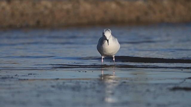 Bonaparte's Gull - ML628609536