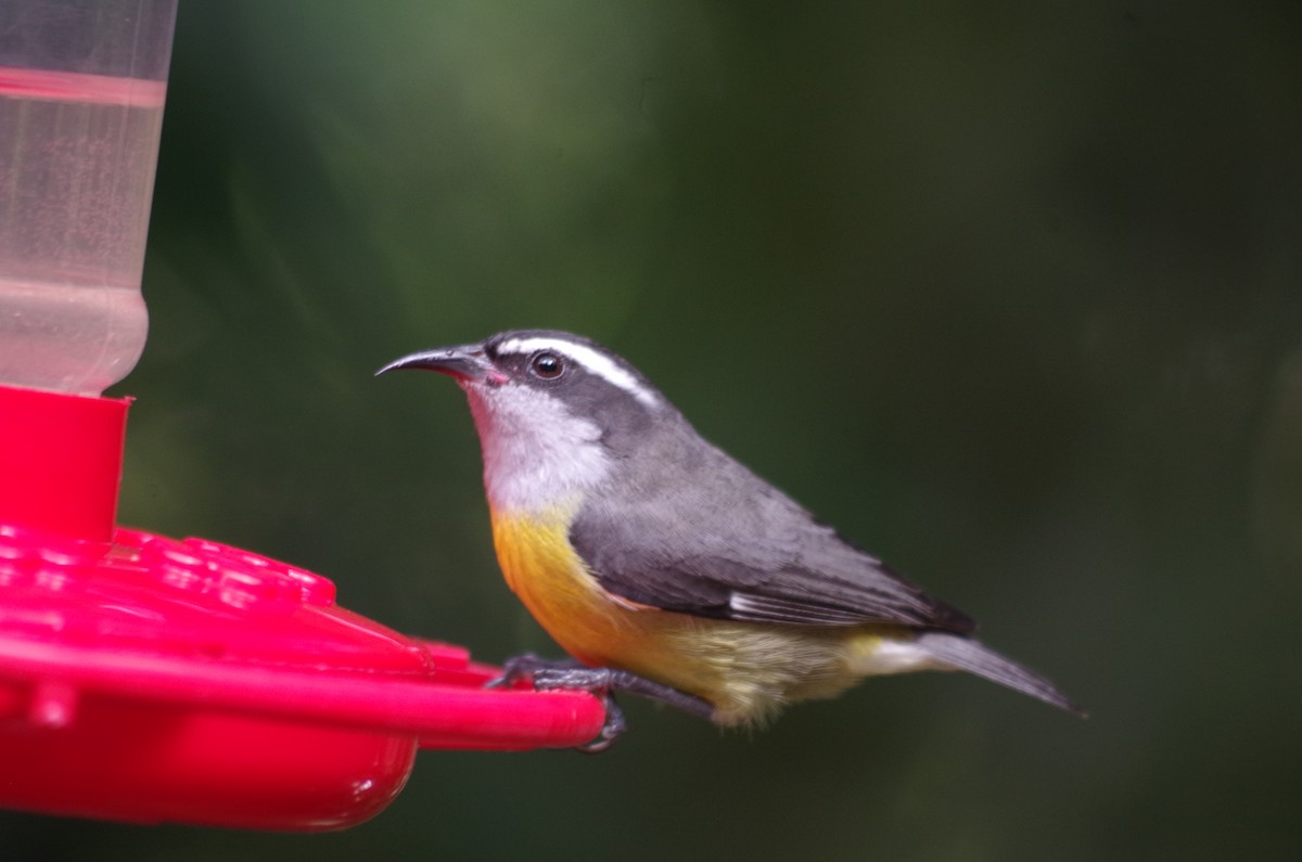 Bananaquit (Continental) - ML62860961