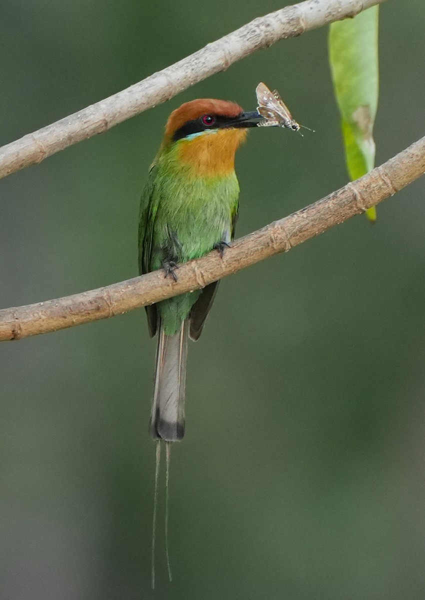 Böhm's Bee-eater - ML628609762