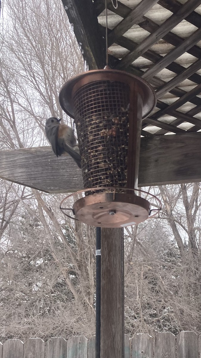 Tufted Titmouse - ML628609820