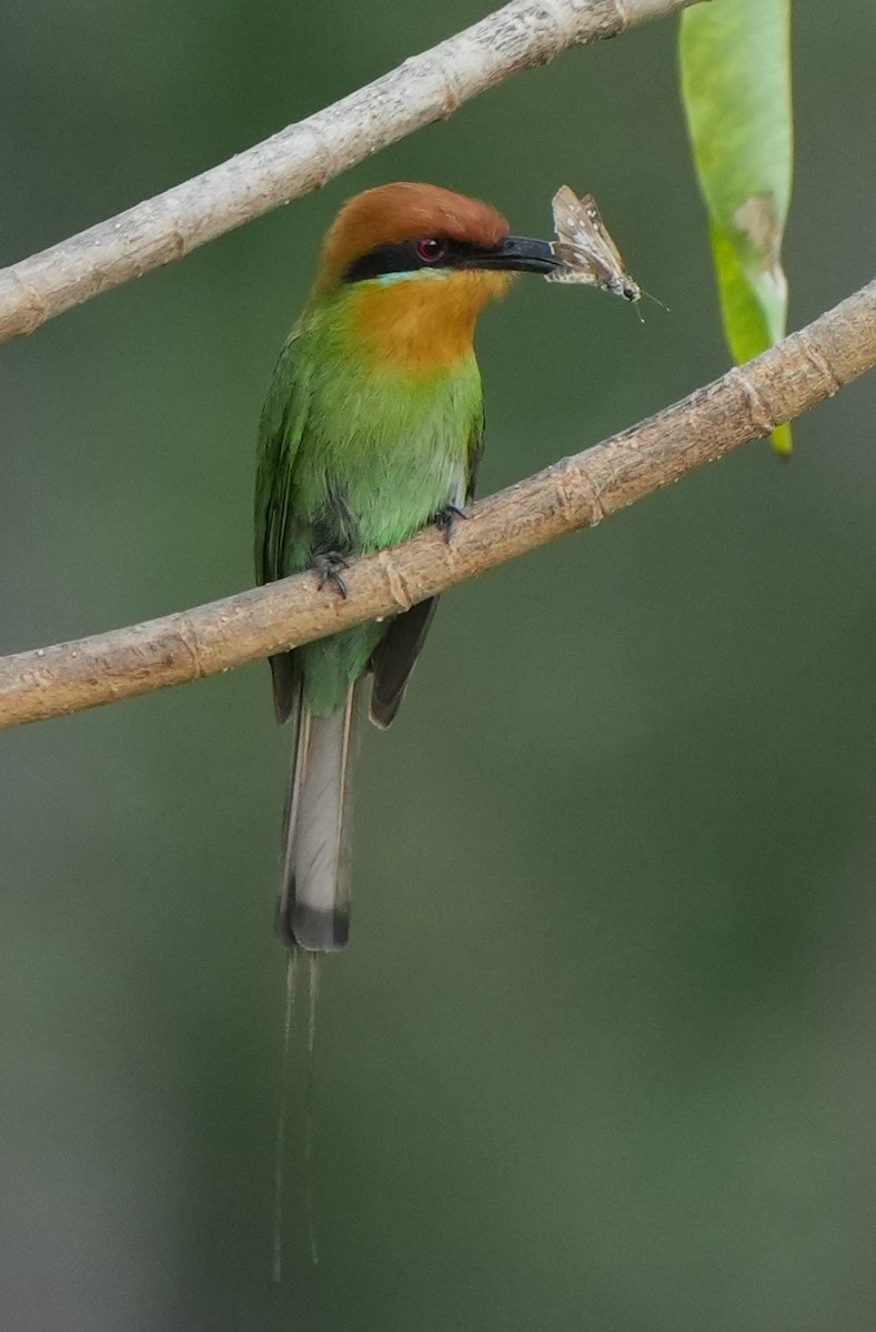 Böhm's Bee-eater - ML628609825