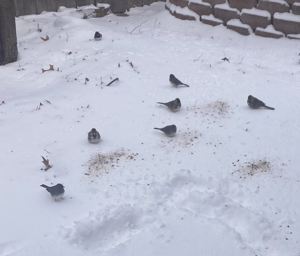 Dark-eyed Junco - ML628609833