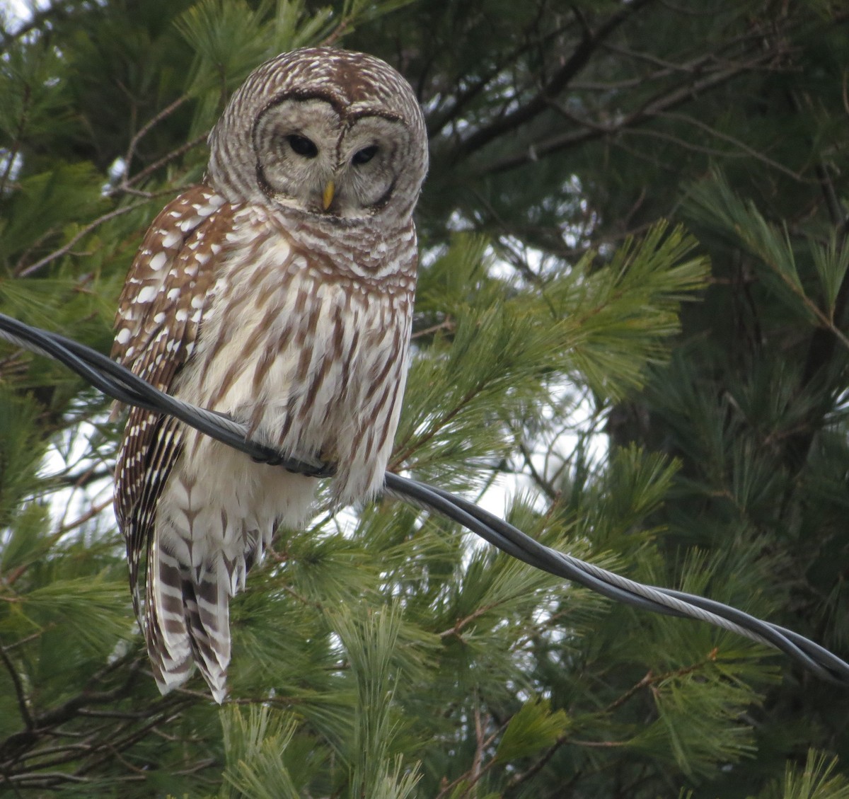 Barred Owl - ML628610108