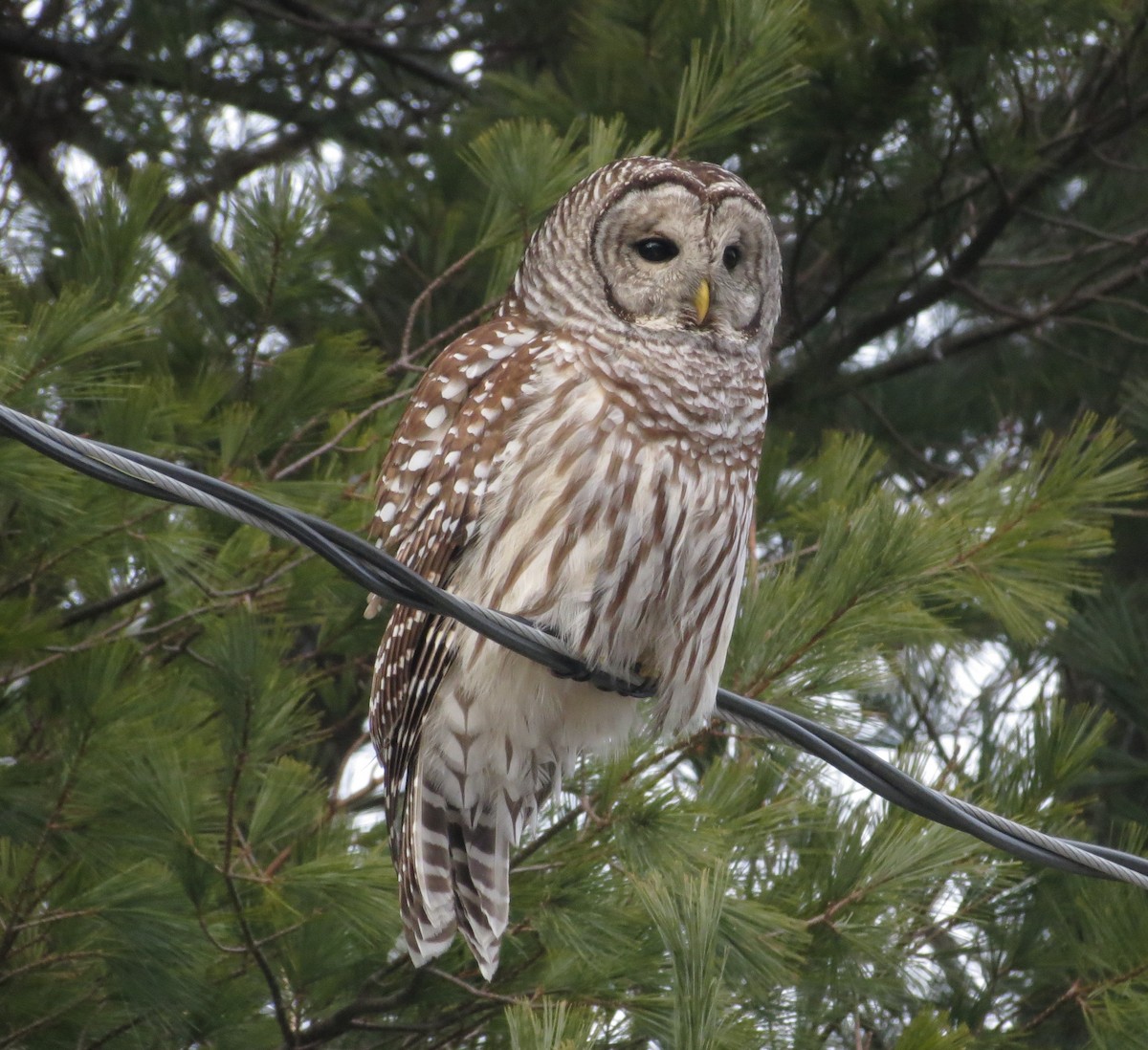 Barred Owl - ML628610110