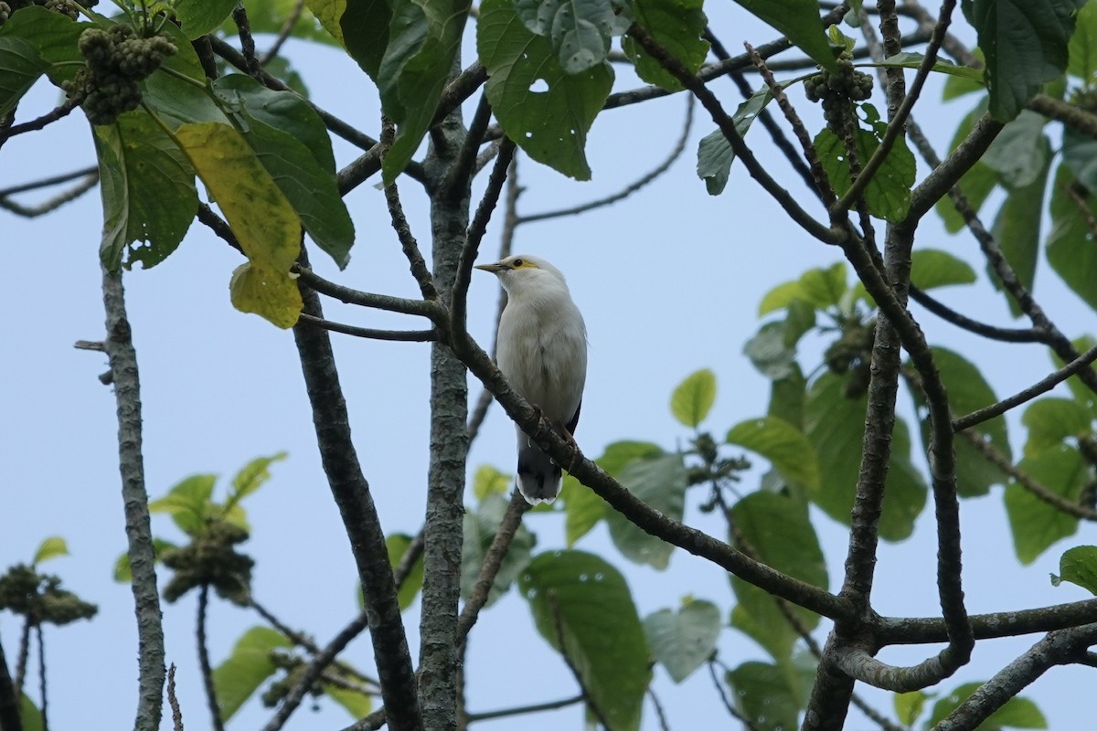 Black-winged Myna - ML628610154