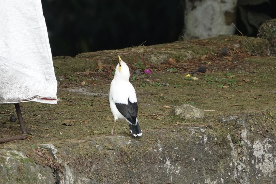 Black-winged Myna - ML628610155