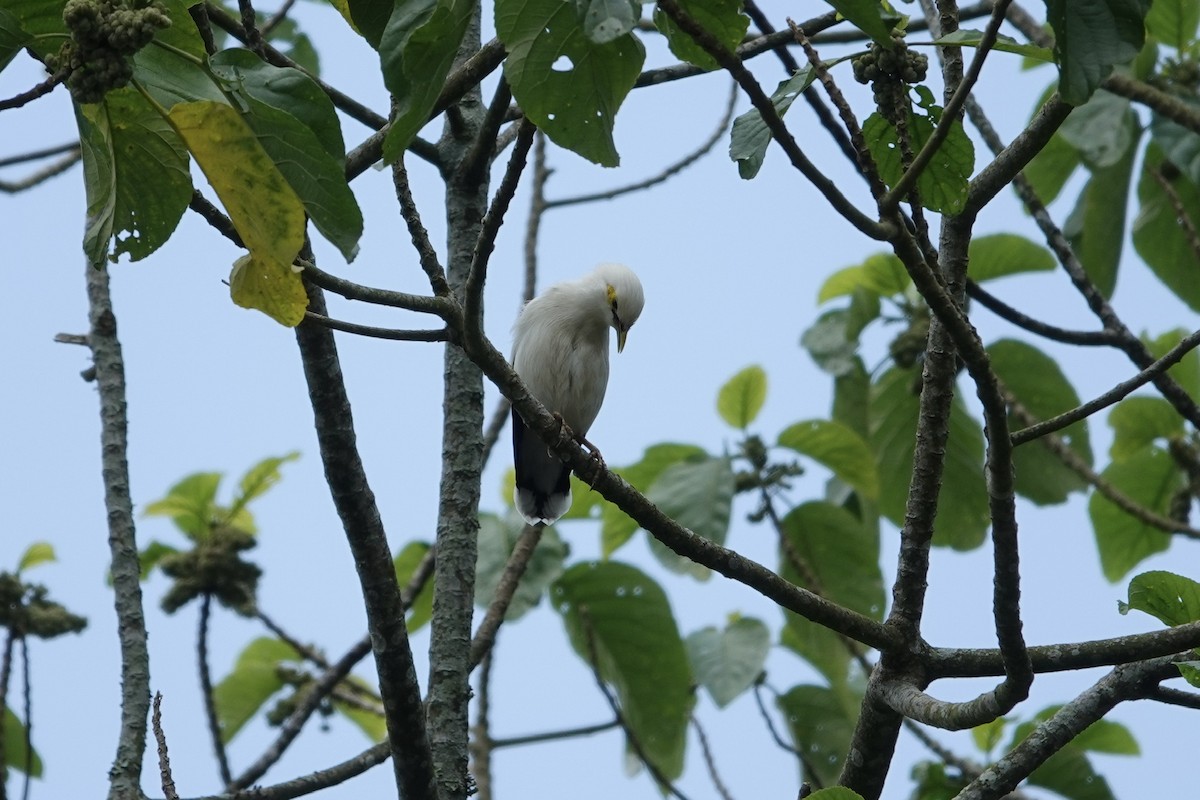 Black-winged Myna - ML628610156