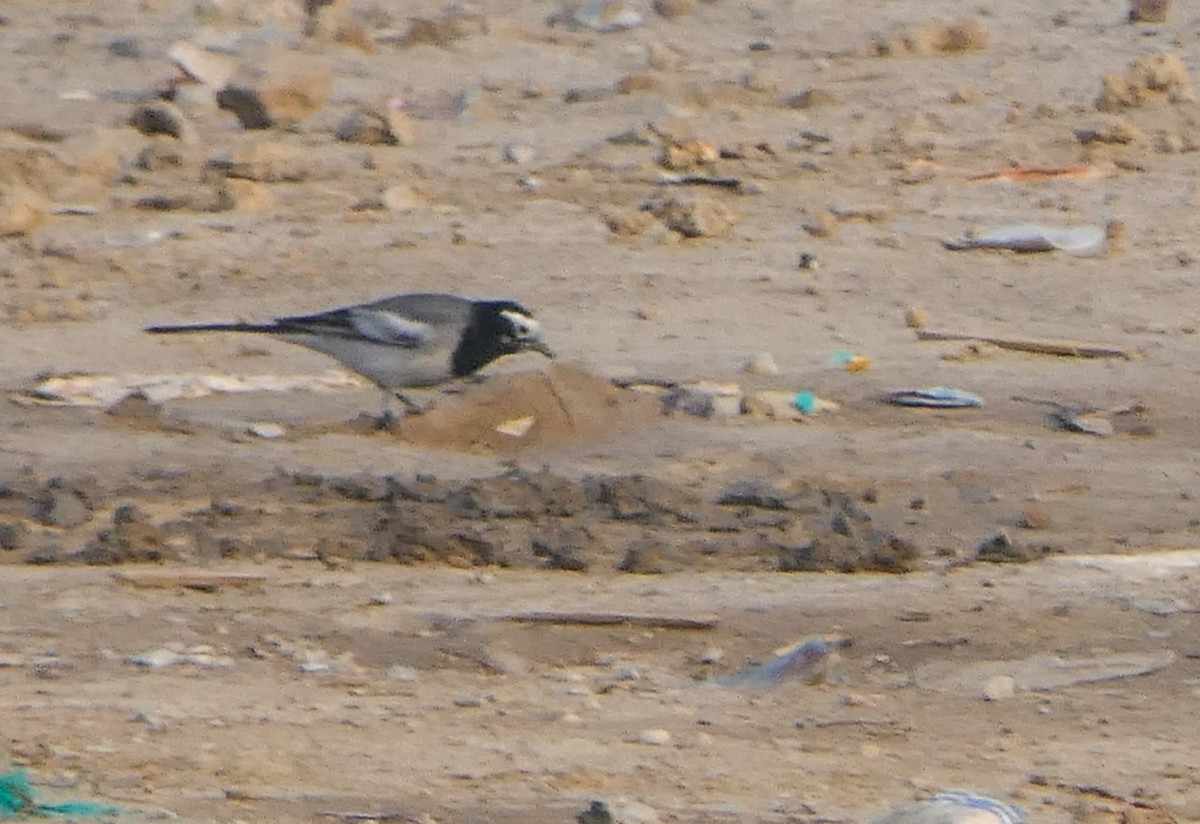 White-browed Wagtail - ML628610202