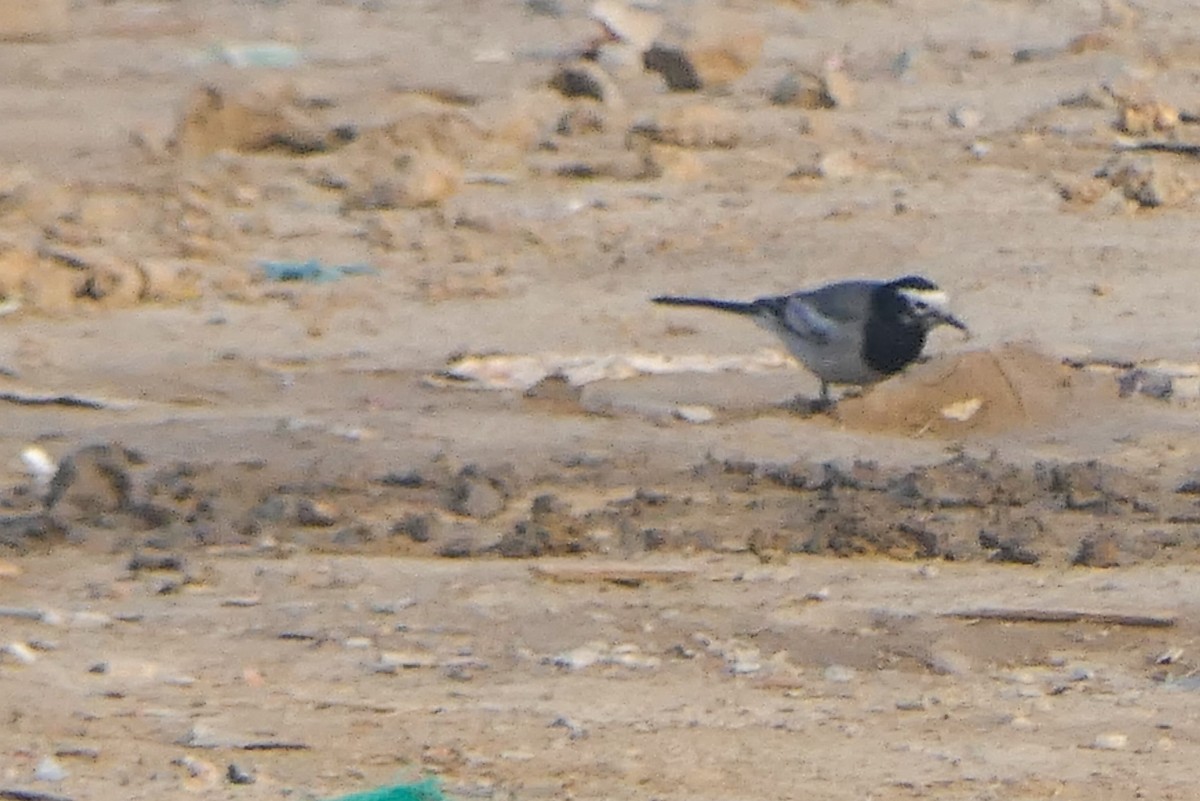 White-browed Wagtail - ML628610203
