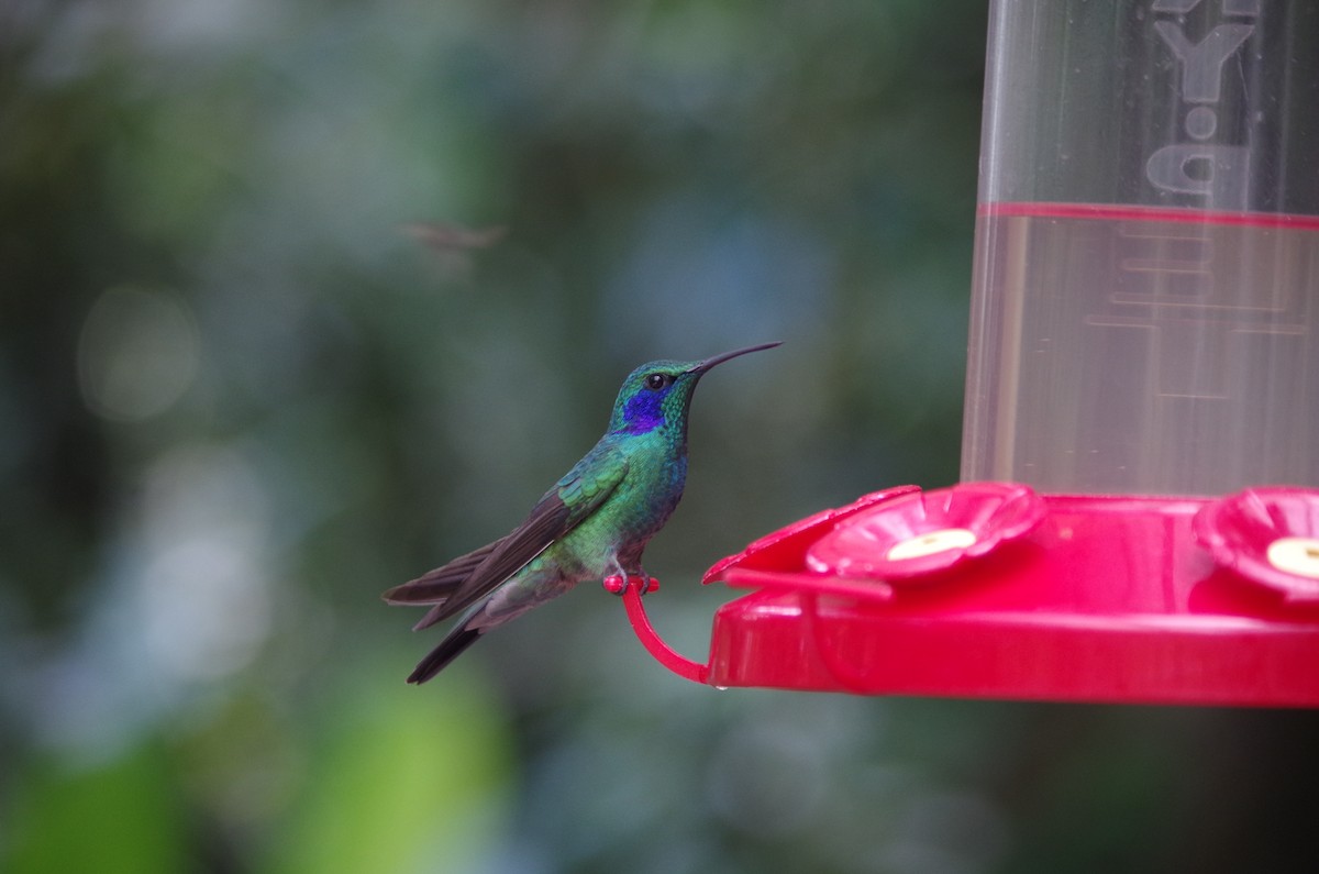 Lesser Violetear (Costa Rican) - ML62861021