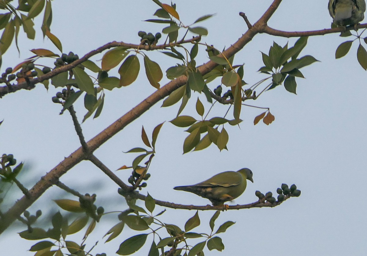 Yellow-footed Green-Pigeon - ML628610263