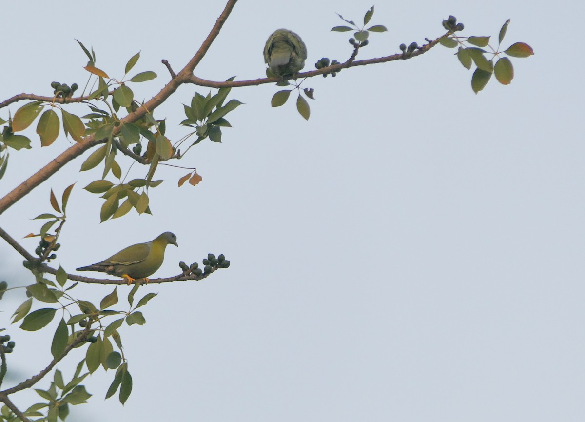 Yellow-footed Green-Pigeon - ML628610264