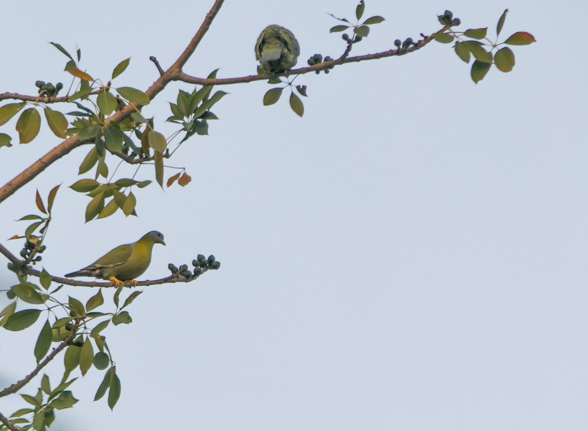 Yellow-footed Green-Pigeon - ML628610266