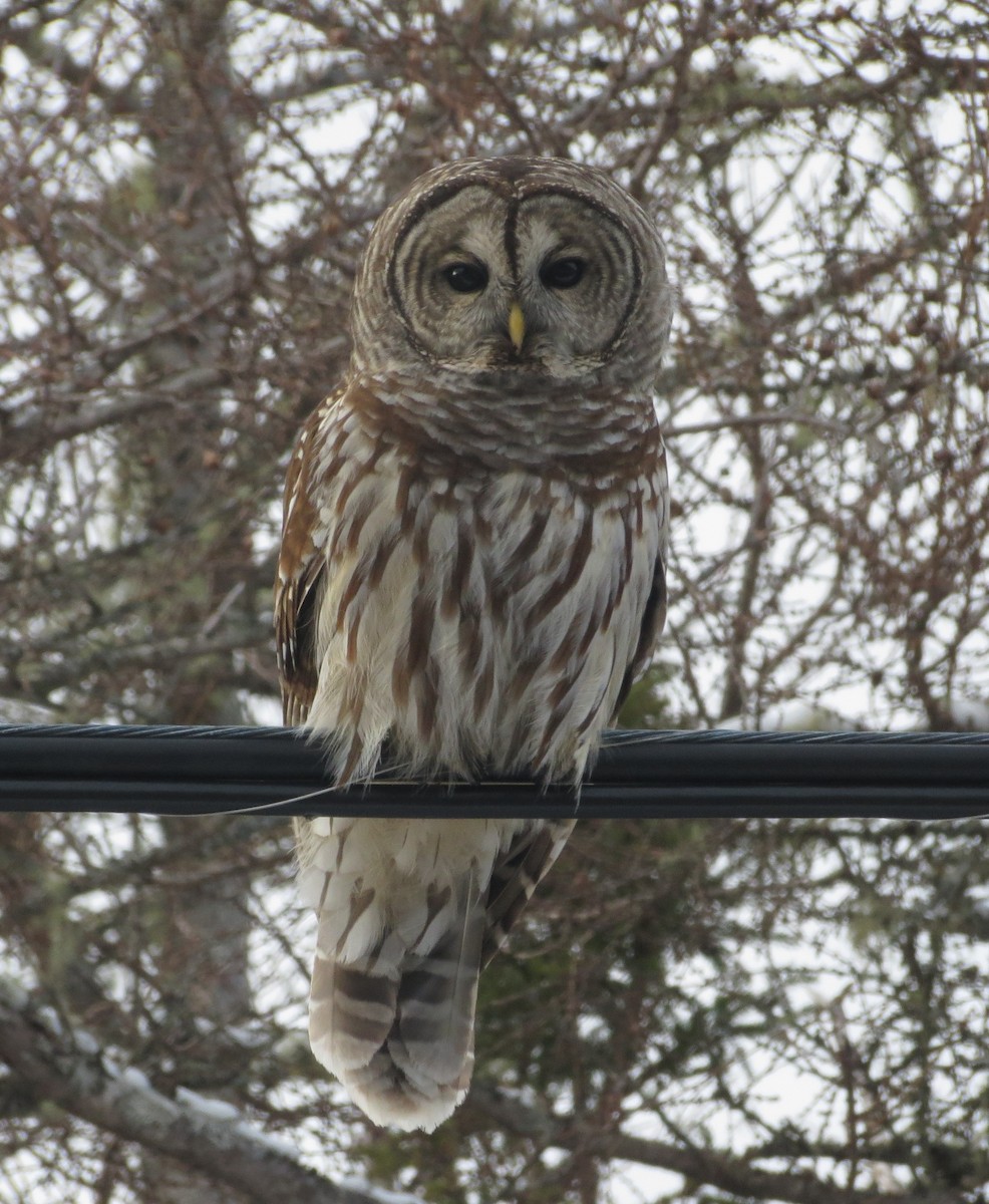 Barred Owl - ML628610302