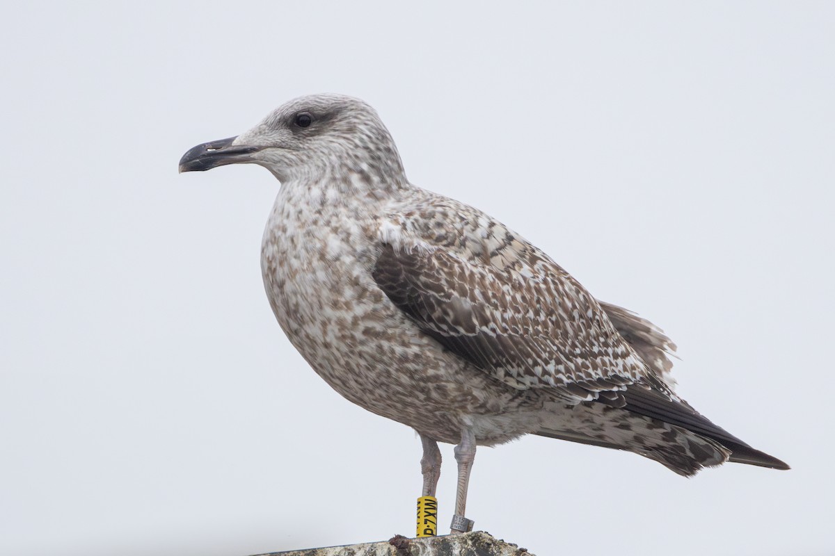 Мартин сріблястий/скельний - ML628610322