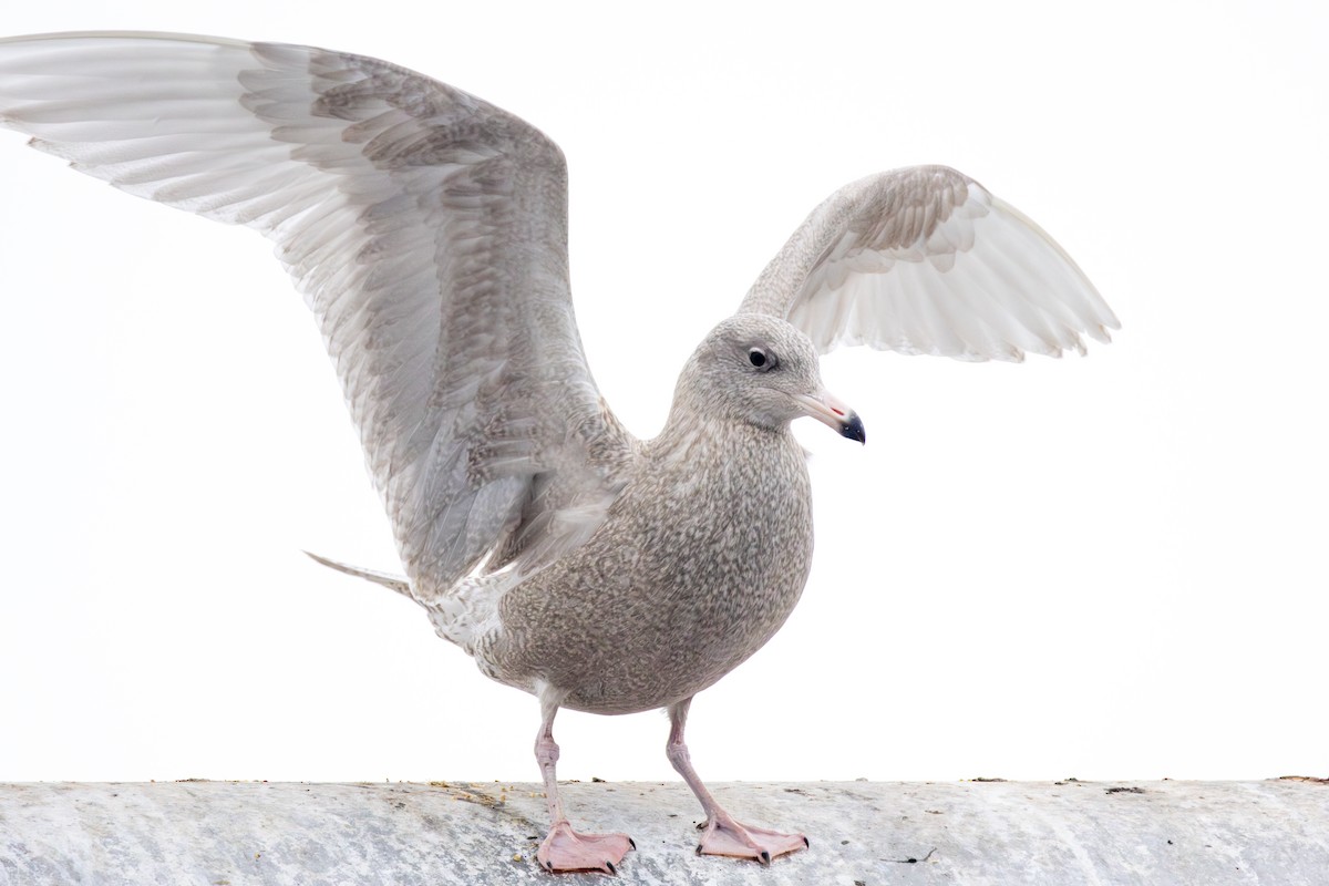 Мартин полярний - ML628610338