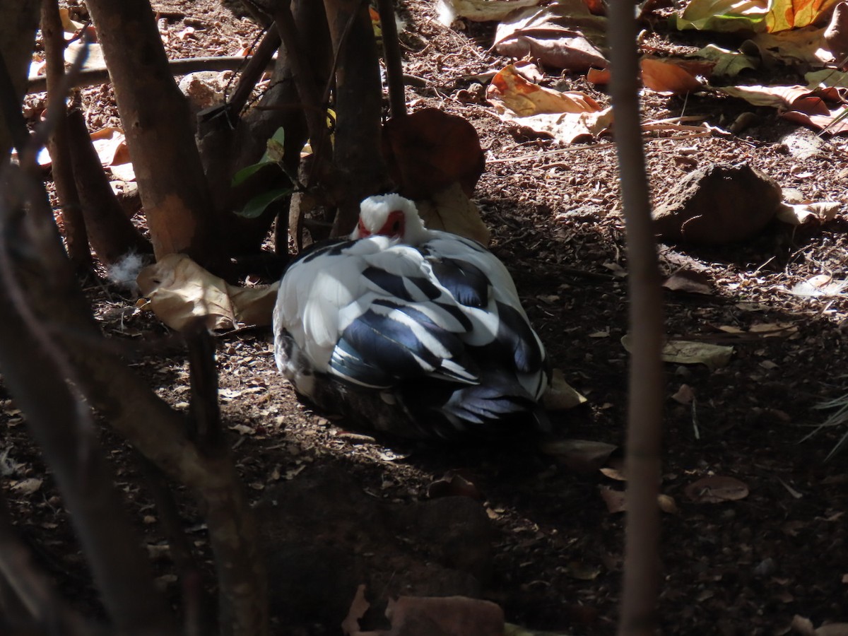 Muscovy Duck (Domestic type) - ML628610352