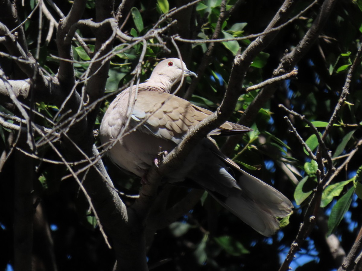 Буулгат хүүрзгэнэ - ML628610379