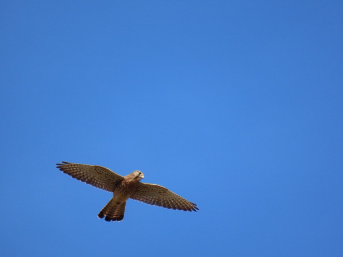 Начин шонхор - ML628610396