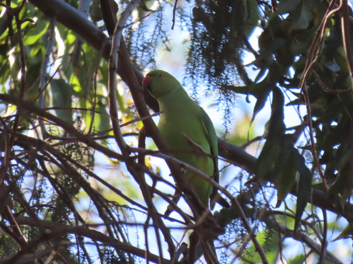 Rose-ringed Parakeet - ML628610415