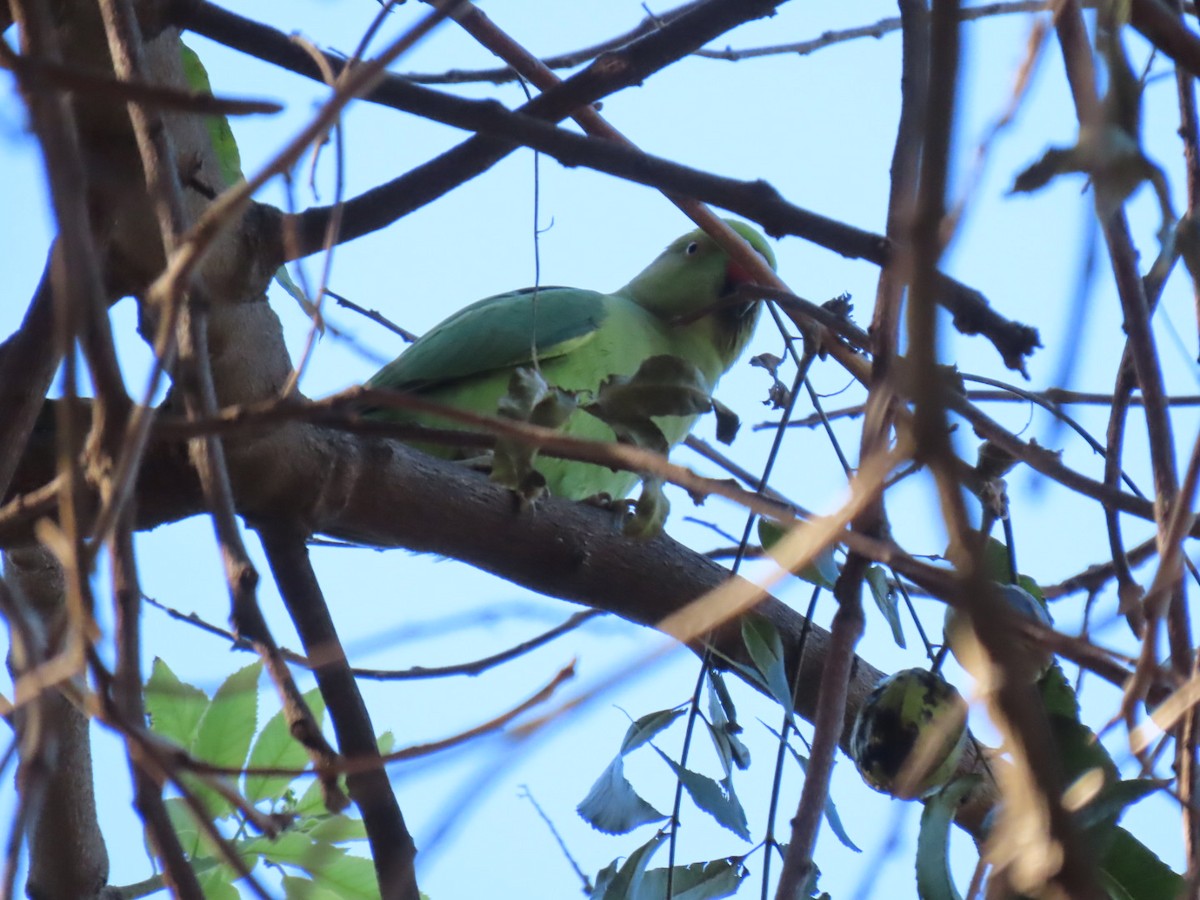 Rose-ringed Parakeet - ML628610416
