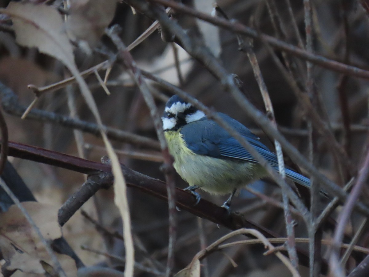 African Blue Tit - ML628610446