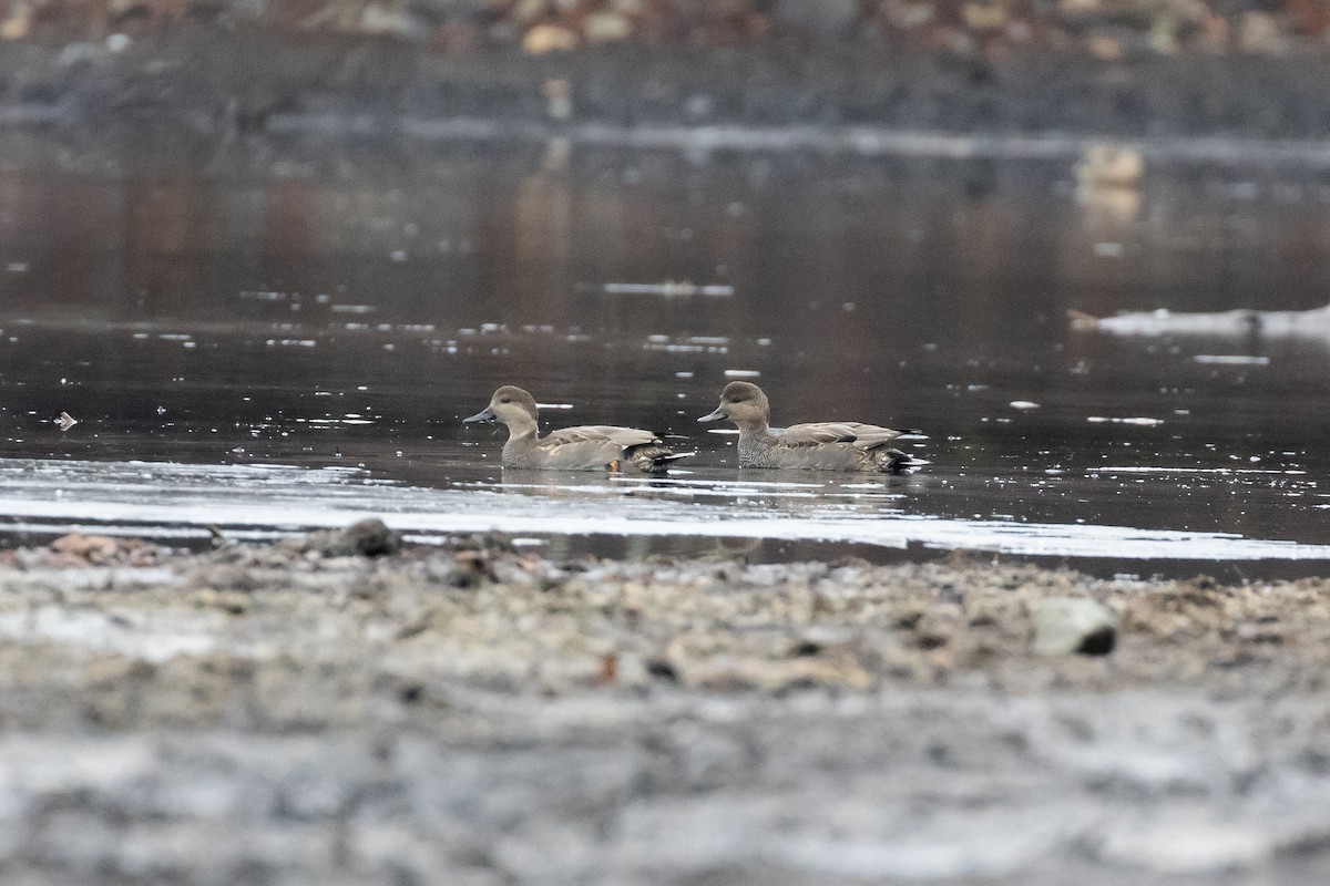 Canapiglia - ML628610482