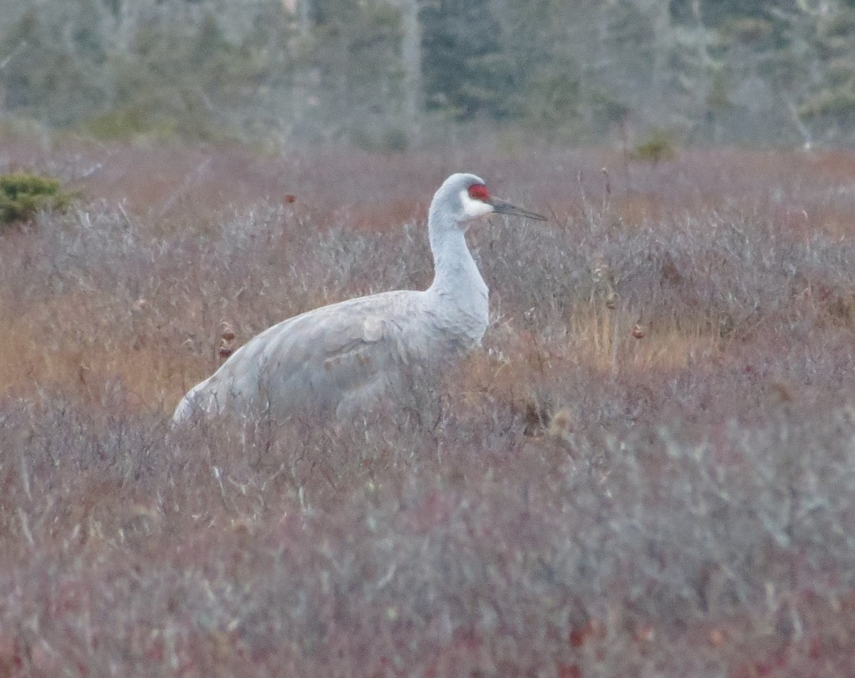Sandhill Crane - ML628610531