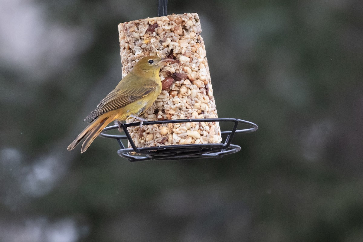 Summer Tanager - ML628610562