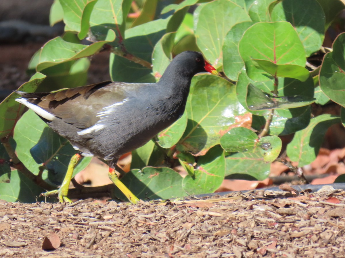 Хажилгат түнжүүр - ML628610572