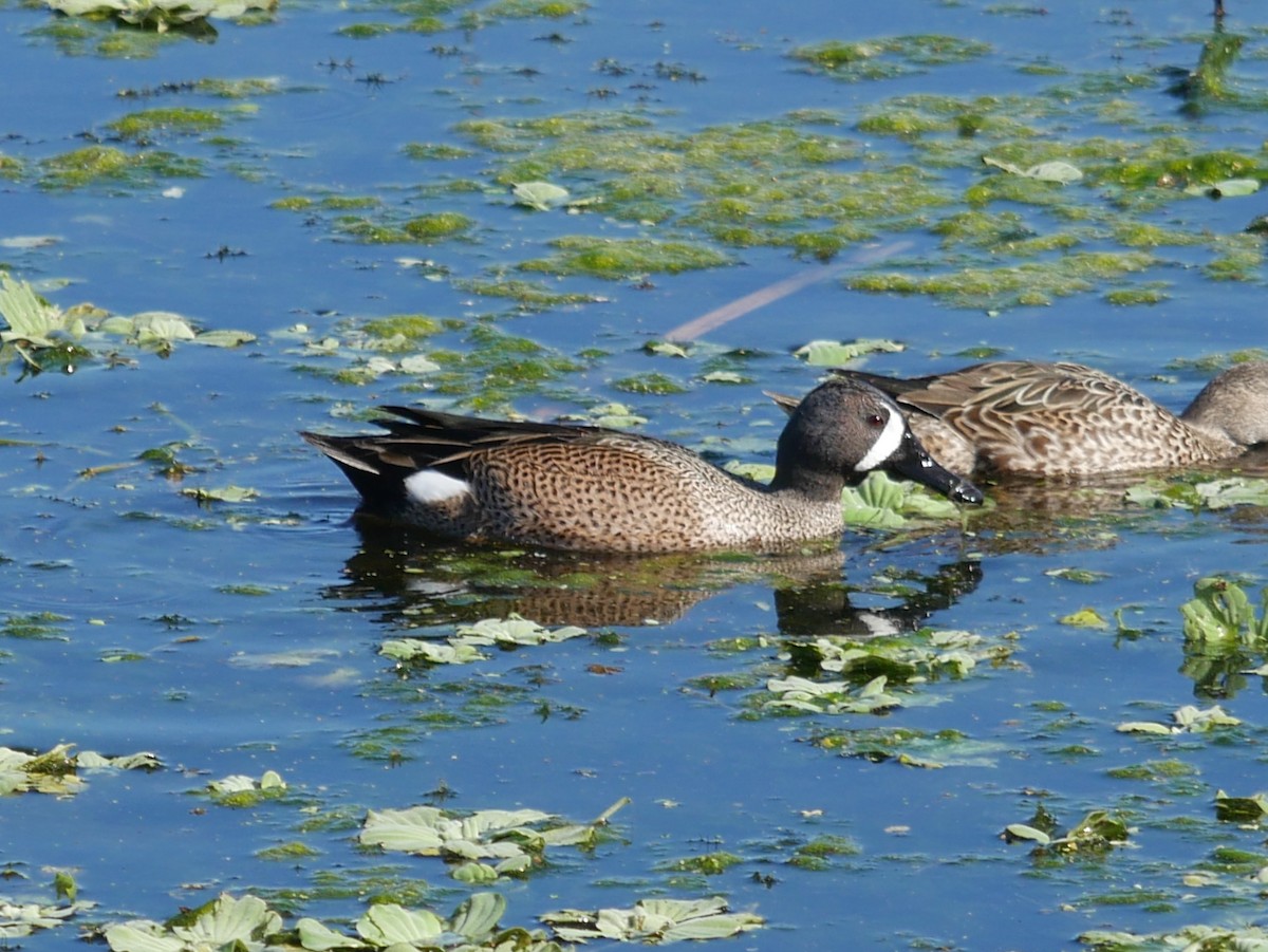 Blue-winged Teal - ML628610654