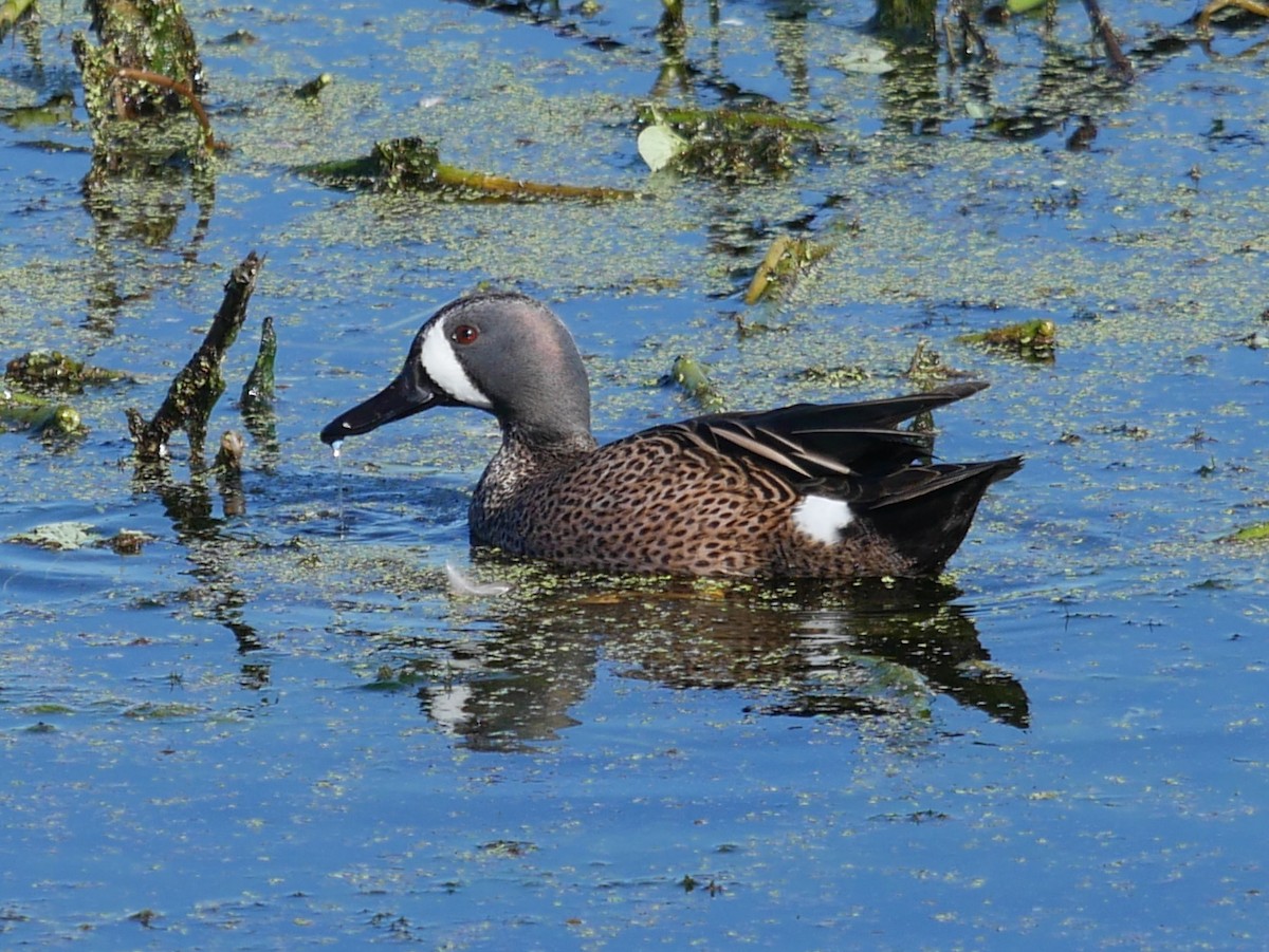 Blue-winged Teal - ML628610655