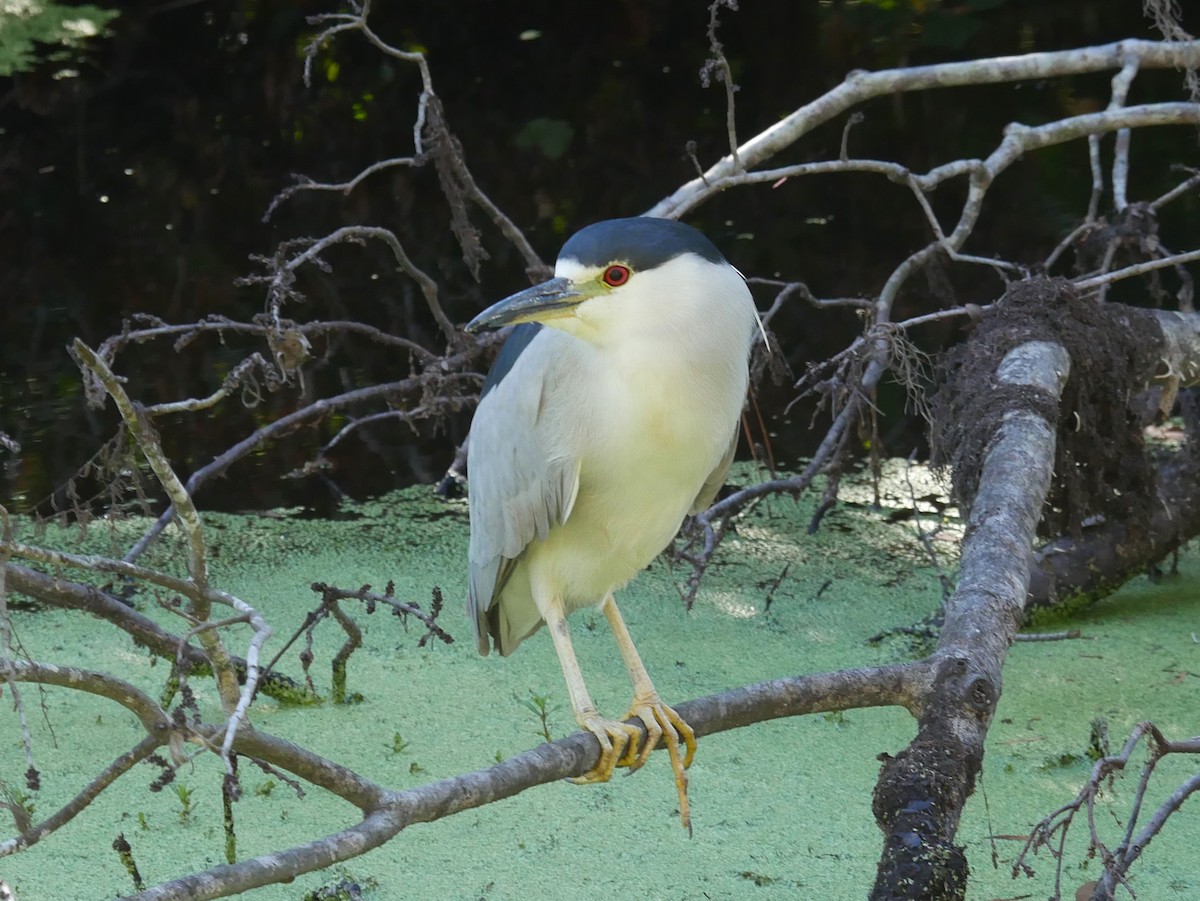 Black-crowned Night Heron - ML628610673