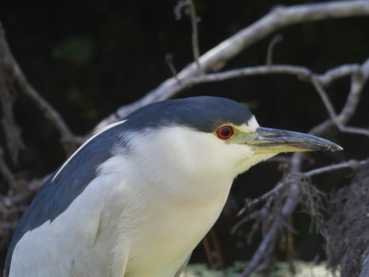 Black-crowned Night Heron - ML628610678