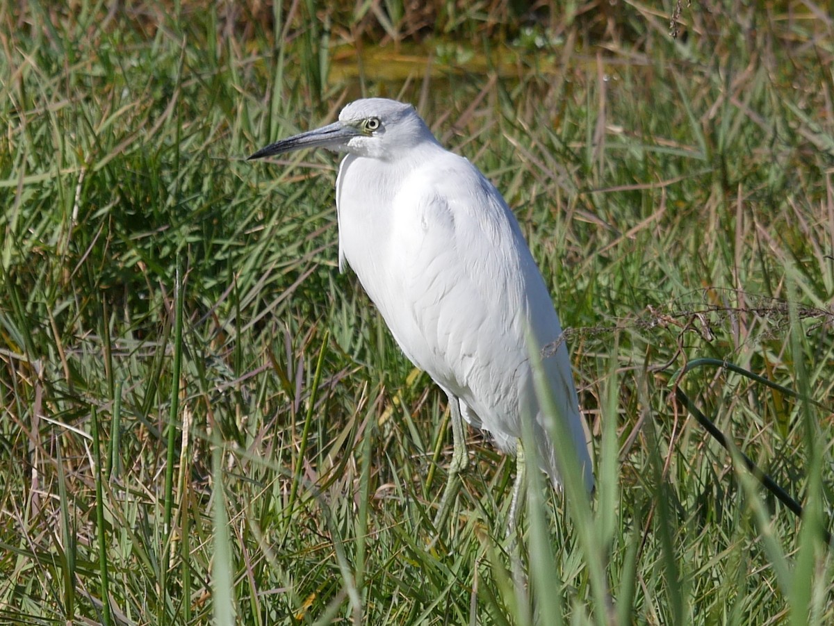 Little Blue Heron - ML628610688