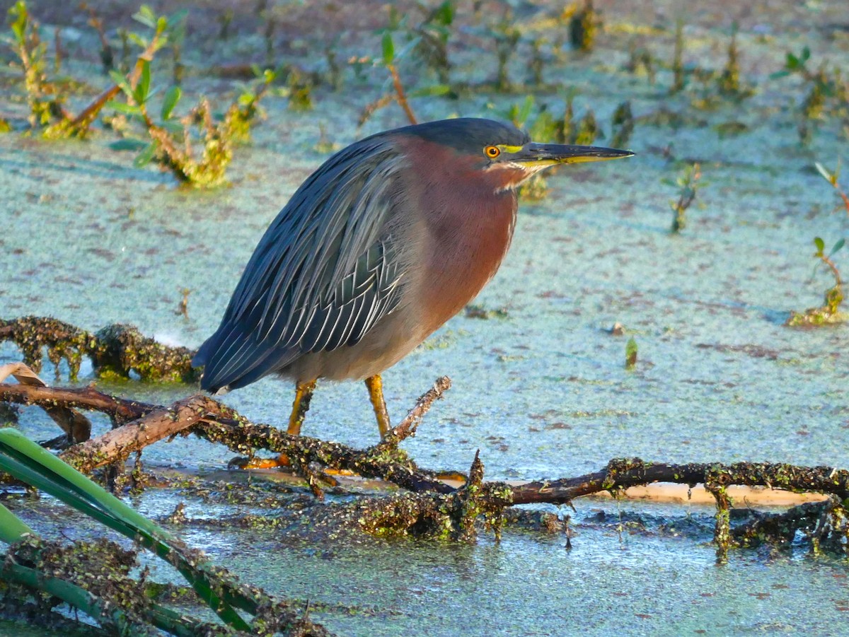 Green Heron - ML628610697