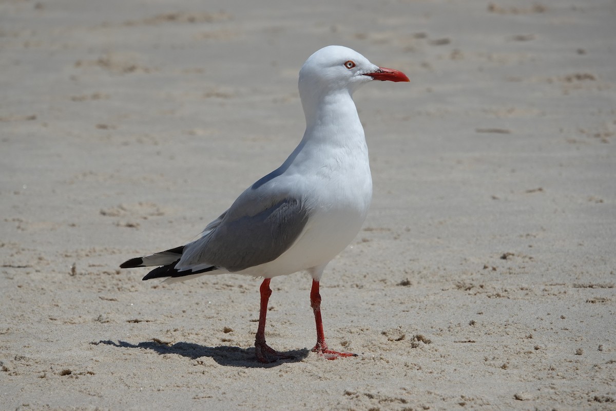Silver Gull - ML628610703