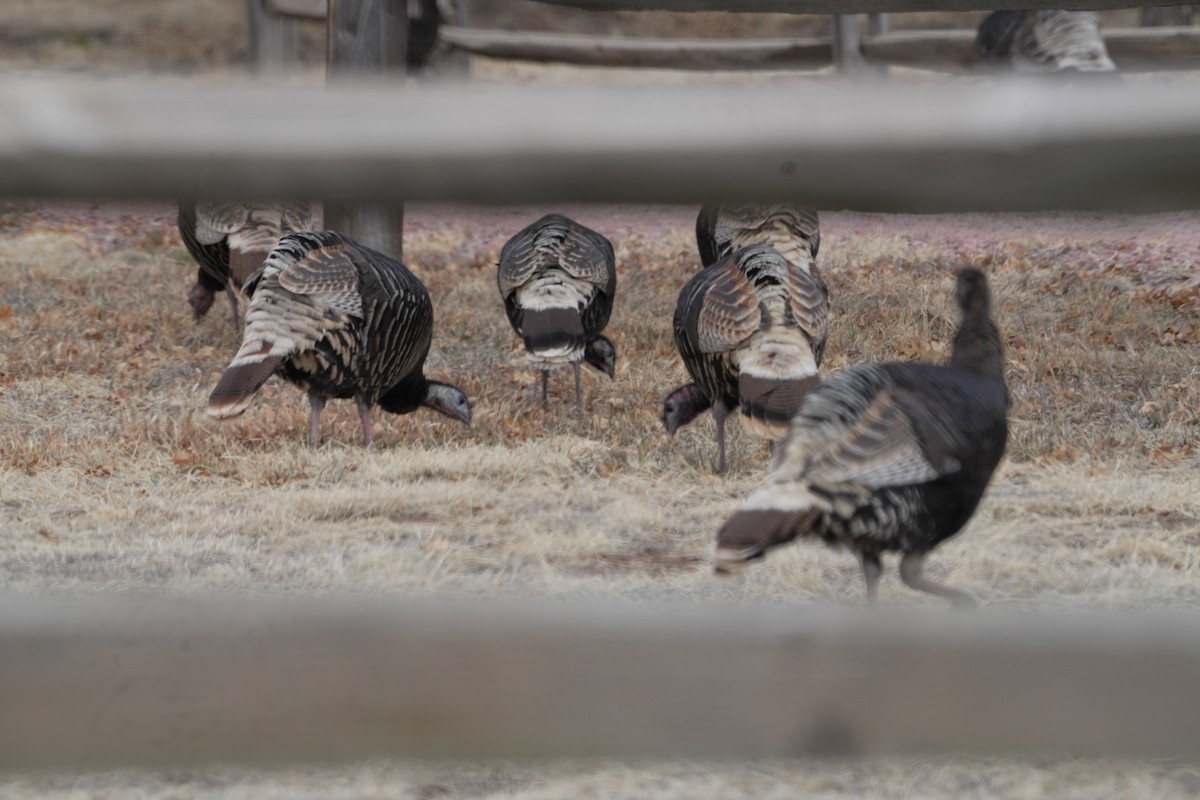Wild Turkey - ML628610718