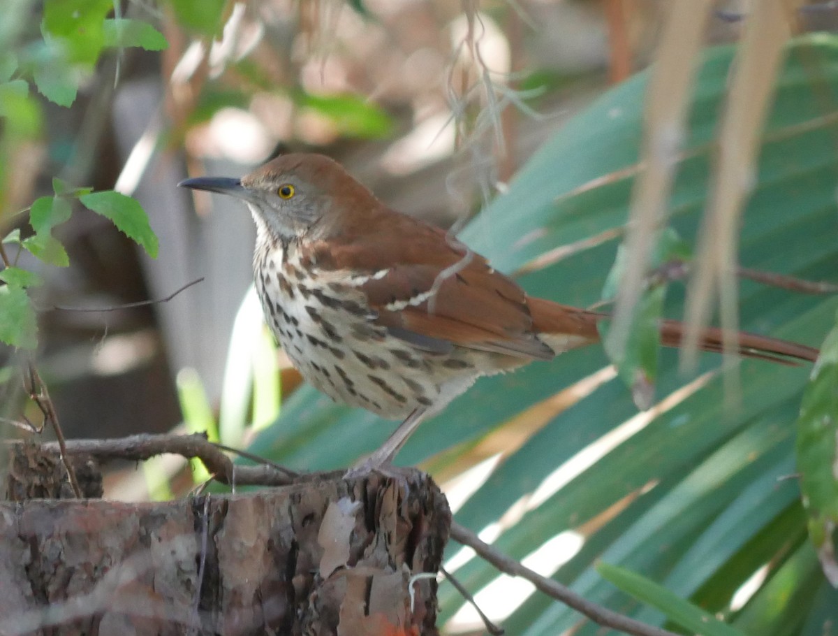 Brown Thrasher - ML628610720