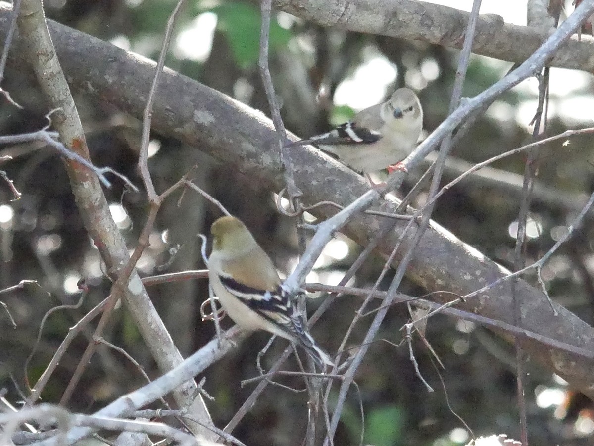 American Goldfinch - ML628610737