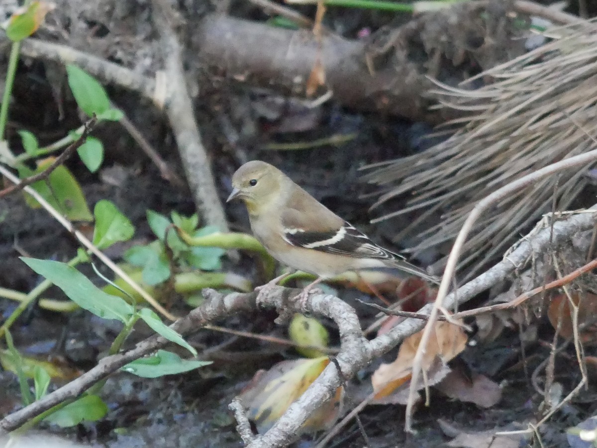 American Goldfinch - ML628610738