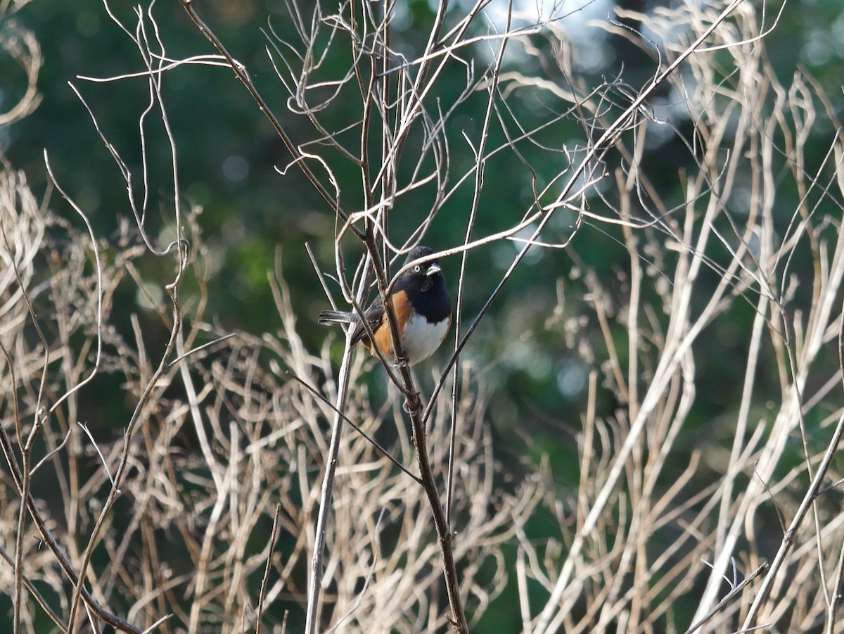 Eastern Towhee - ML628610741