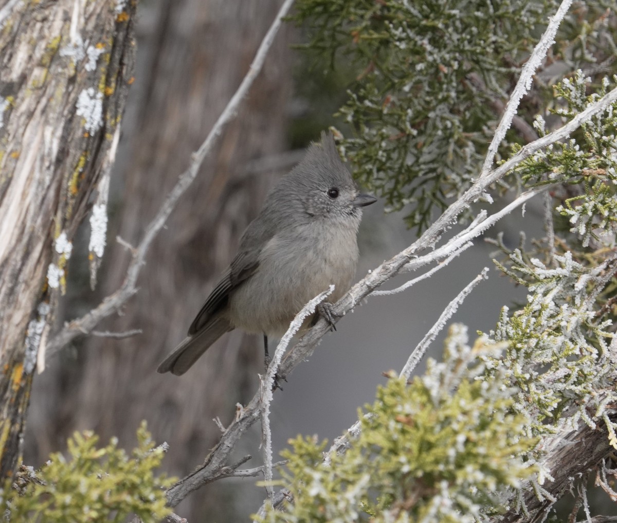 Juniper Titmouse - ML628610755