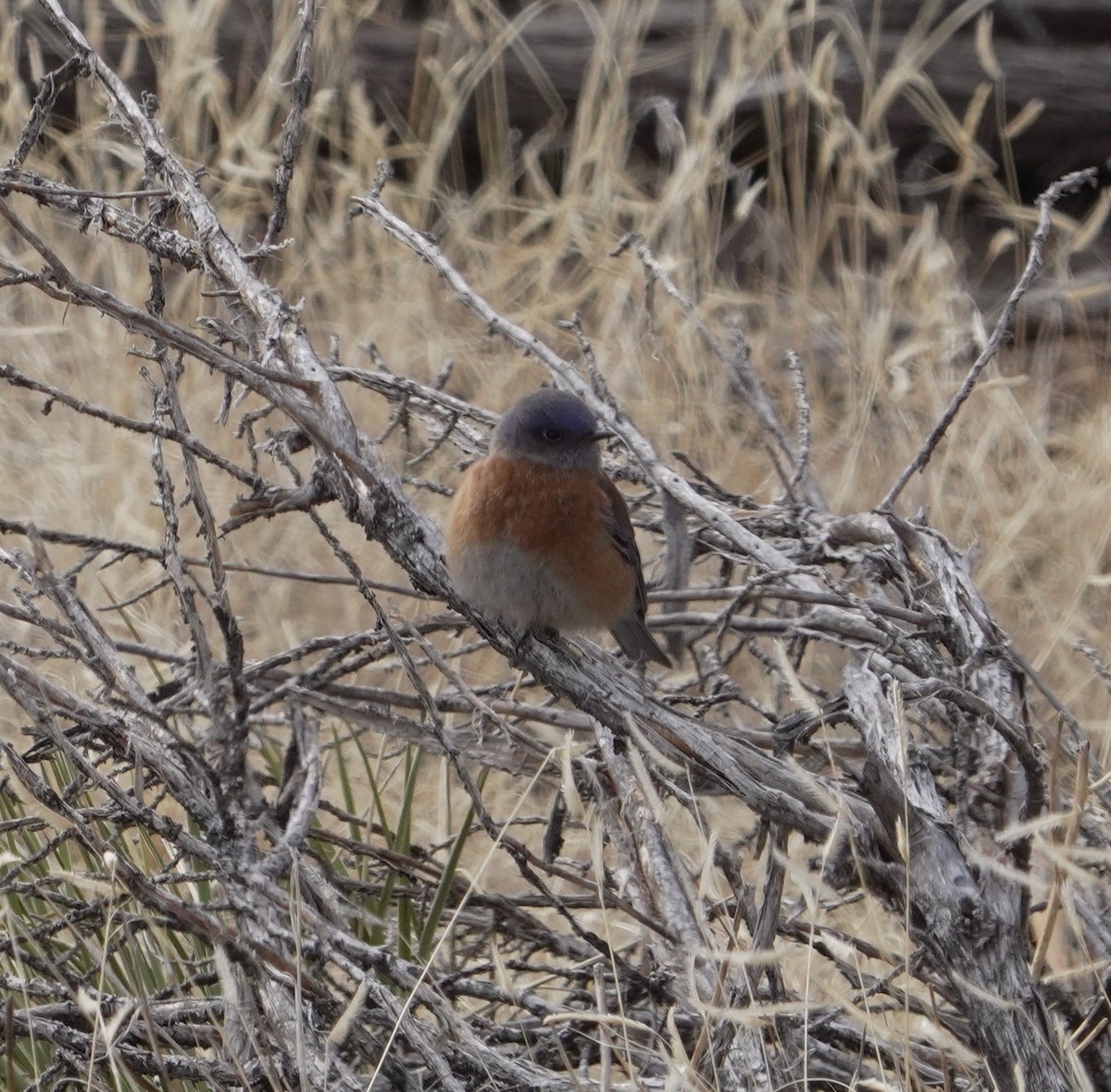 Western Bluebird - ML628610798