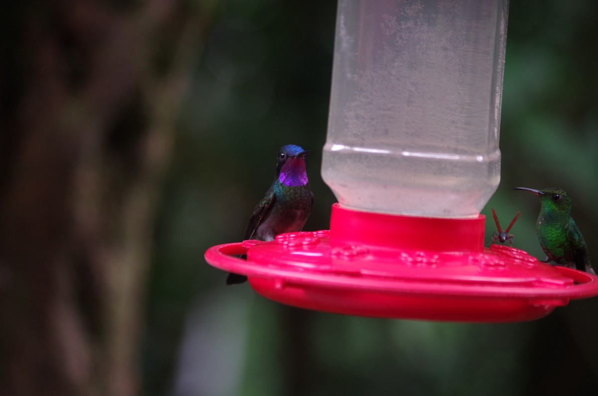 Purple-throated Mountain-gem - ML62861111