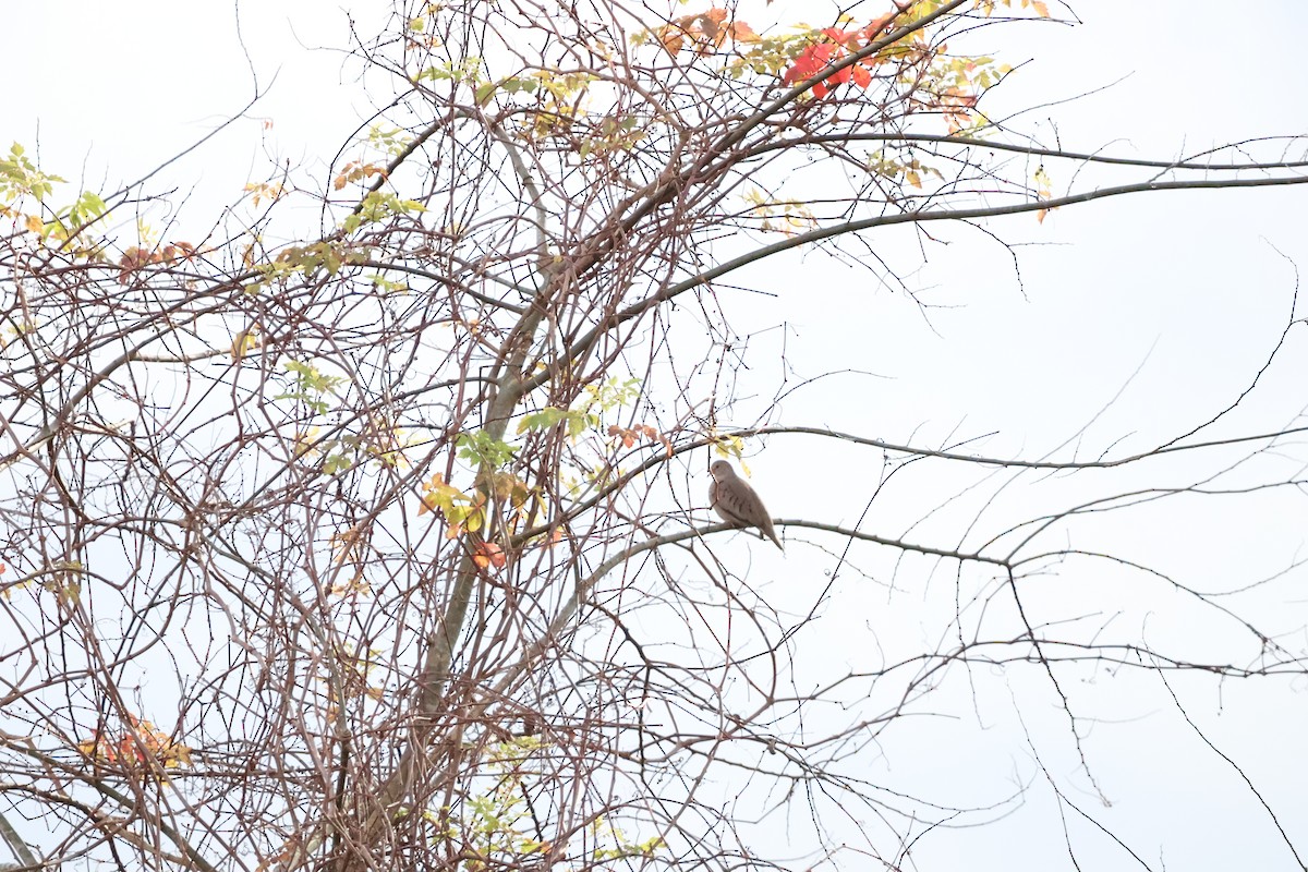 Талпакоті строкатоголовий - ML628611193