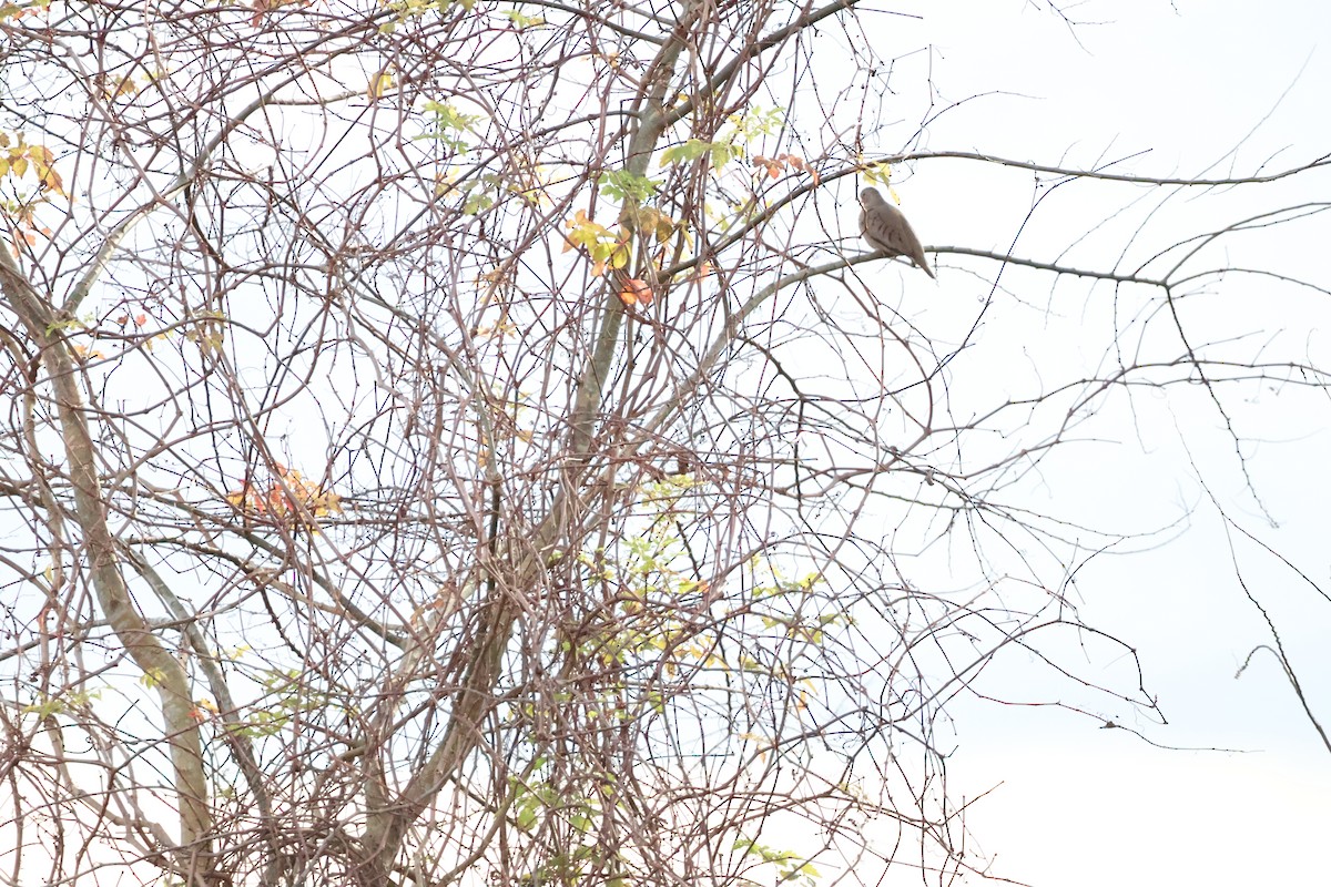 Талпакоті строкатоголовий - ML628611194