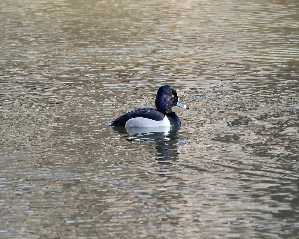 Ring-necked Duck - ML628611201