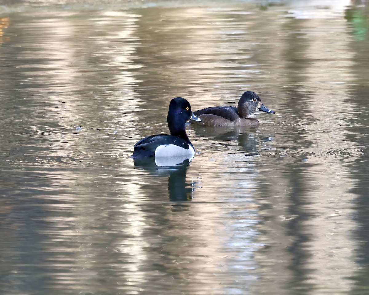 Ring-necked Duck - ML628611202